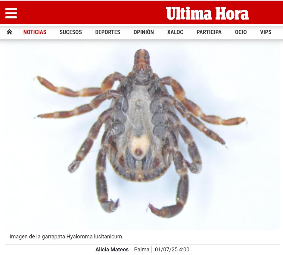 En Baleares se han detectado 17 tipos de garrapatas: estas son las más frecuentes