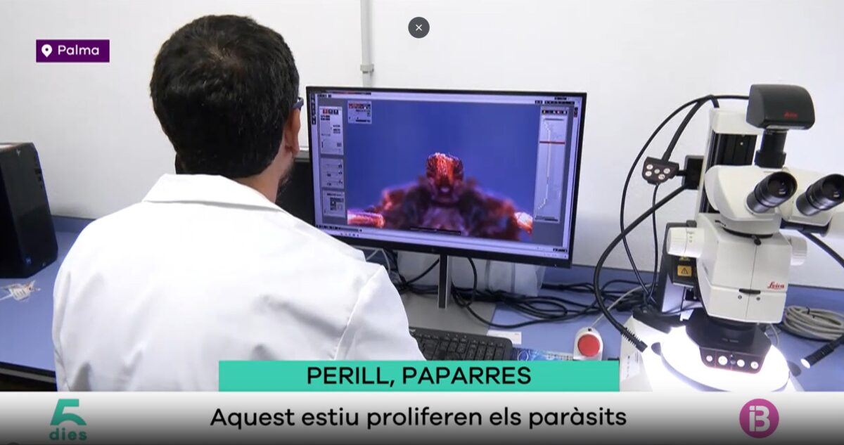 ¿Cómo es una garrapata de cerca? El Dr. Miranda lo revela en ‘Cinc dies’ de IB3